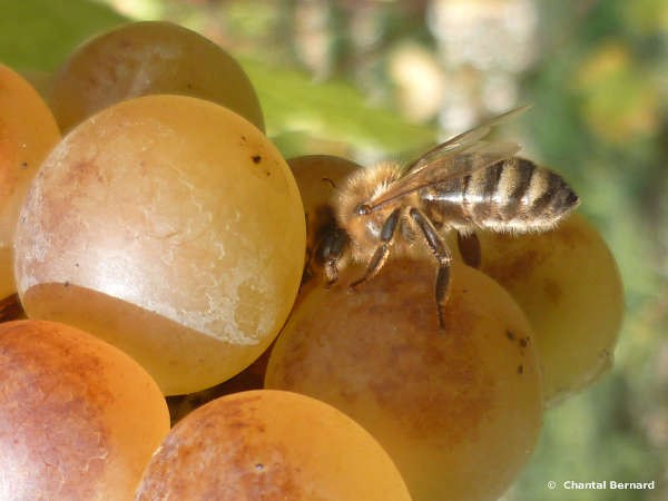 abeille, raisin, soleil
