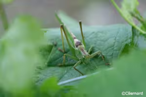 terroir.hve.photos.sauterelle-insecte-feuille-vigne-domaine-chevallier-bernard-hve.descri