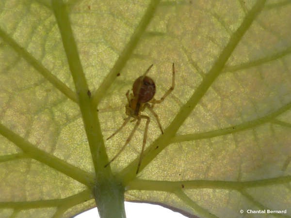araignée contre jour, feuille de vigne