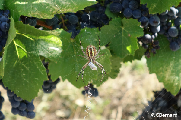araignée, toile, raisin rouge, repas