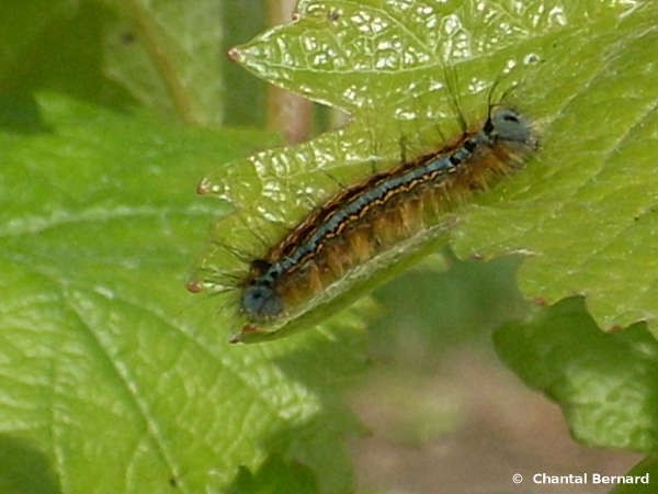 chenille, feuille de vigne