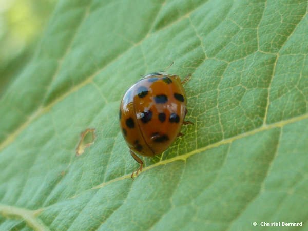 coccinelle, feuille de vigne, HVE