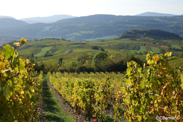 vue des vignes, feuilles jaunes, panorama