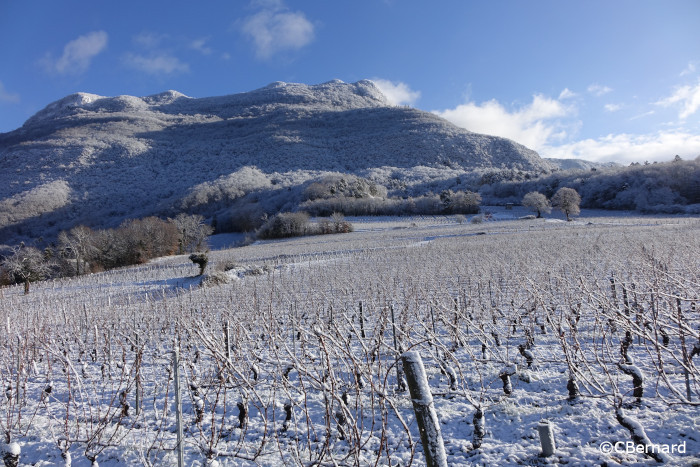 hiver, neige, vigne, jongieux, charvaz
