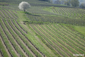 primptemps, cerisier, vallon, vignes, jongieux