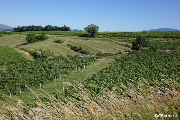 route billième jongieux, vignes