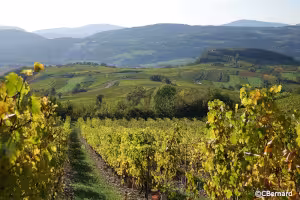 Le Goût du Terroir