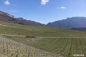 Col du Chat, vignes, Dent du Chat, Charvaz, Jongieux
