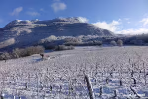 Hiver, neige, vigne, Jongieux, Charvaz