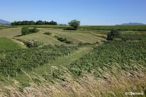 Route Billème, Jongieux, vignes
