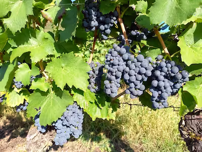 Grappe de Mondeuse à Jongieux du Domaine Chevallier Bernard