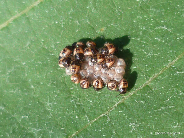 insecte, feuille, oeuf, agriculture raisonnée