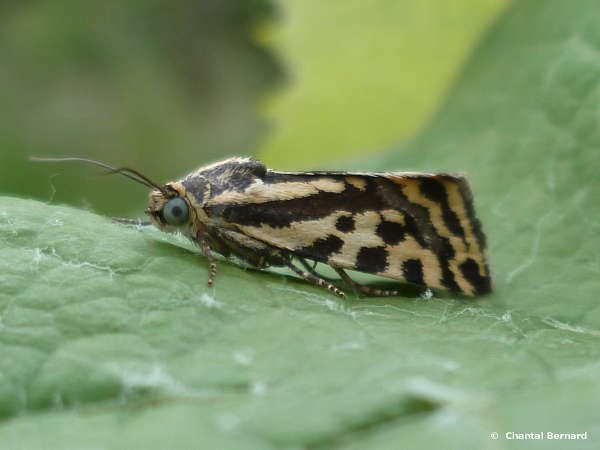 papillon, feuille de vigne HVE