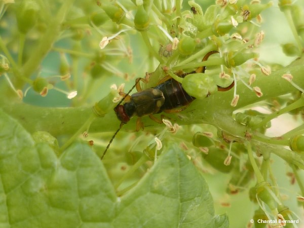 pince oreille, vigne, HVE
