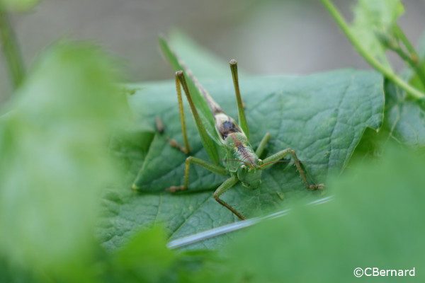 sauterelle, insecte, nature, feuille de vigne