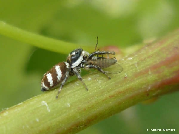 repas, araignée, vigne, nature